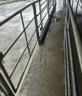 milking shed inside.jpg