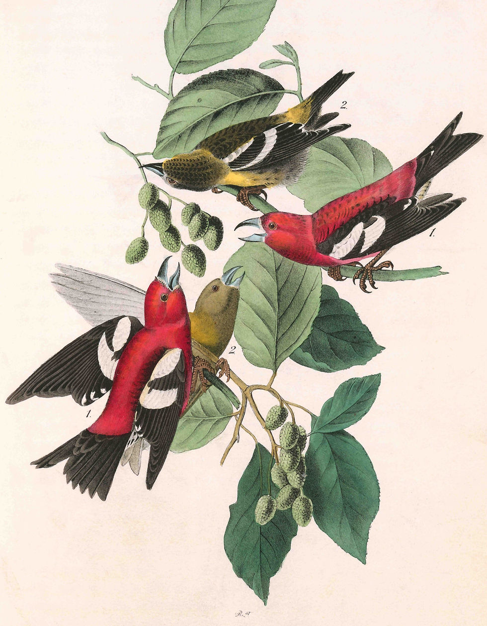 Miniaturebillede: White-winged crossbill john james audubon art print vintage poster illustration
