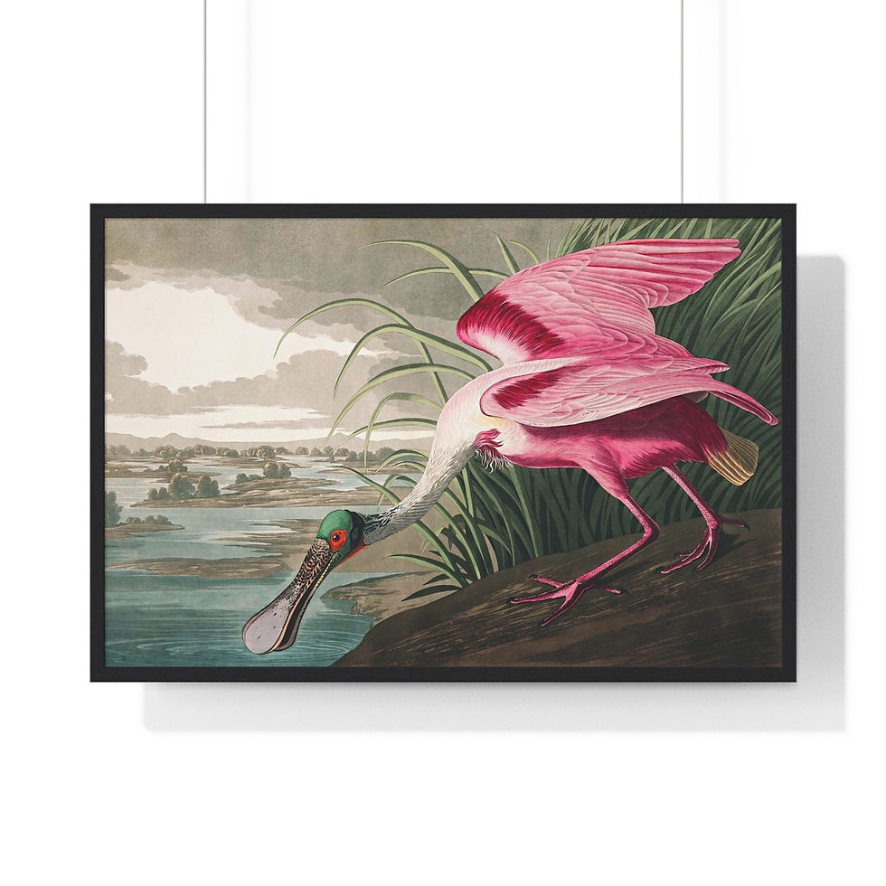 Thumbnail: Roseate spoonbill robert havell after john james audubon 1827 art print vintage