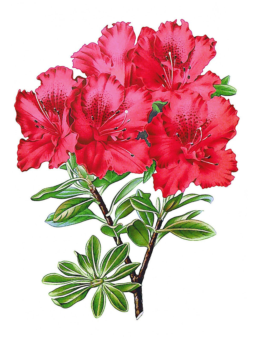 Thumbnail: Azalea flowers art print floral poster bouquet flowers painting wall art decor