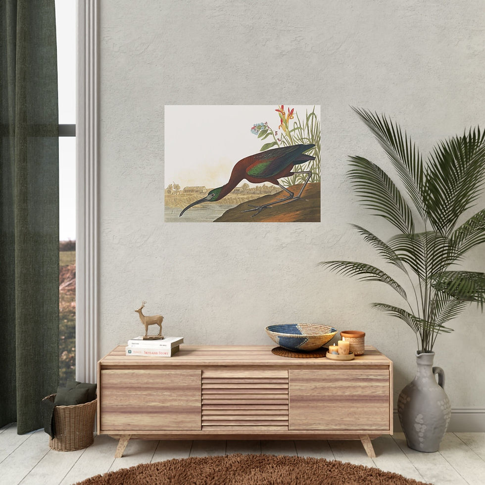 Thumbnail: Glossy ibis robert havell after john james audubon 1827 art print vintage poster