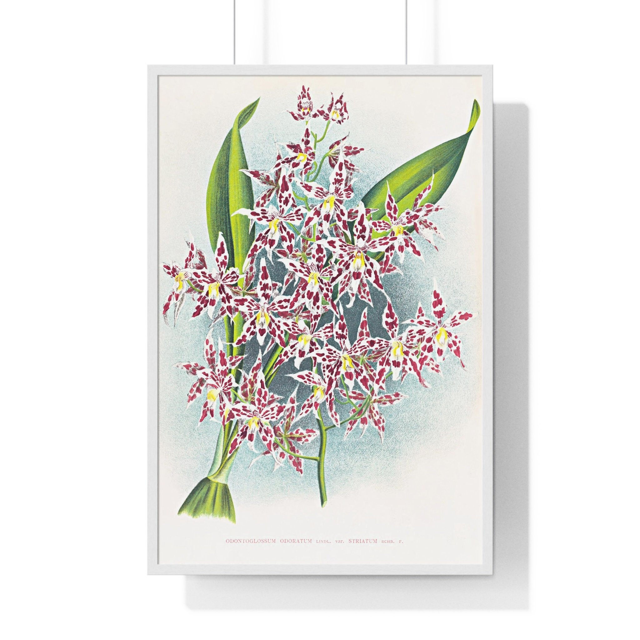 Orchids art print jean jules linden odontoglossum odoratum var striatum orchids