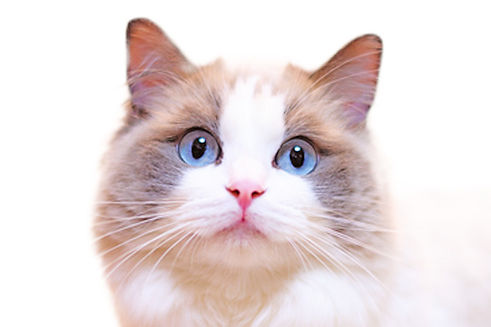 main_ragdoll_b093b_detail.jpg