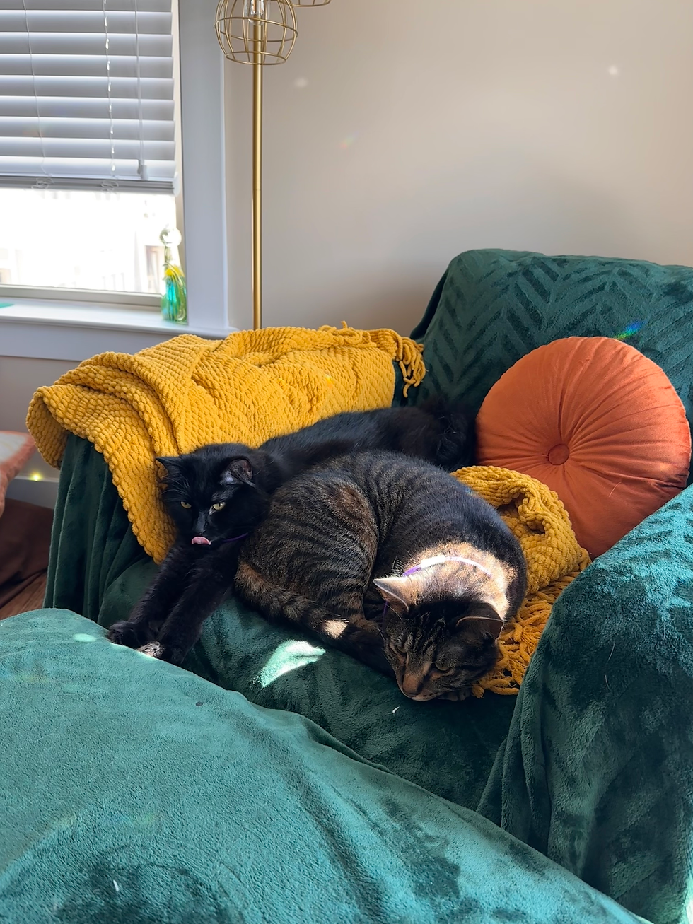 Two cats resting together on a green couch with a yellow blanket and orange pillow.