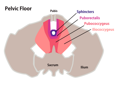 The Pelvic Floor & Lower Dantian
