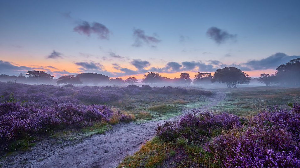 veluwe early morning.jpg