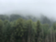 IMG_3619.jpeg