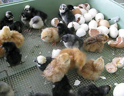 Just hatched