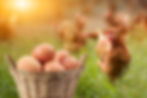 Fresh eggs in your own backyard
