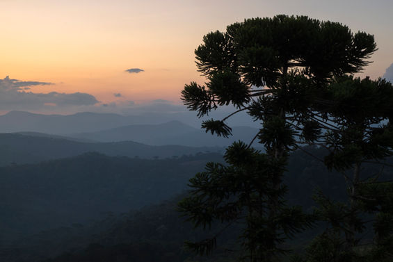 Pôr do sol com Araucárias ao fundo