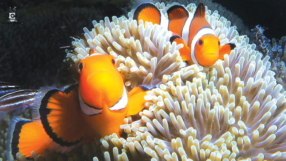 SUSTAINABILITY TIPS FOR BORACAY