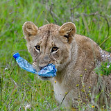 Kenya Lion.jpg