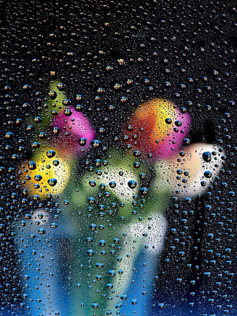 13 Tulips in the Rain