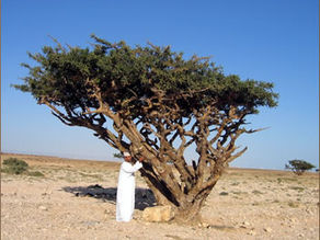 MÜR AĞACI / MÜR YAĞI