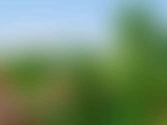 ÜZÜM SALKIMI, BAĞBOZUMU, ŞARAP VE İNSAN