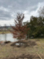 Frisch gepflanzter Baum am Seeufer