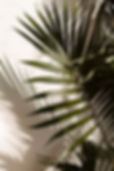 palmblad.jpg