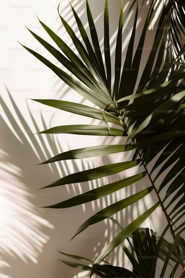 palmblad.jpg