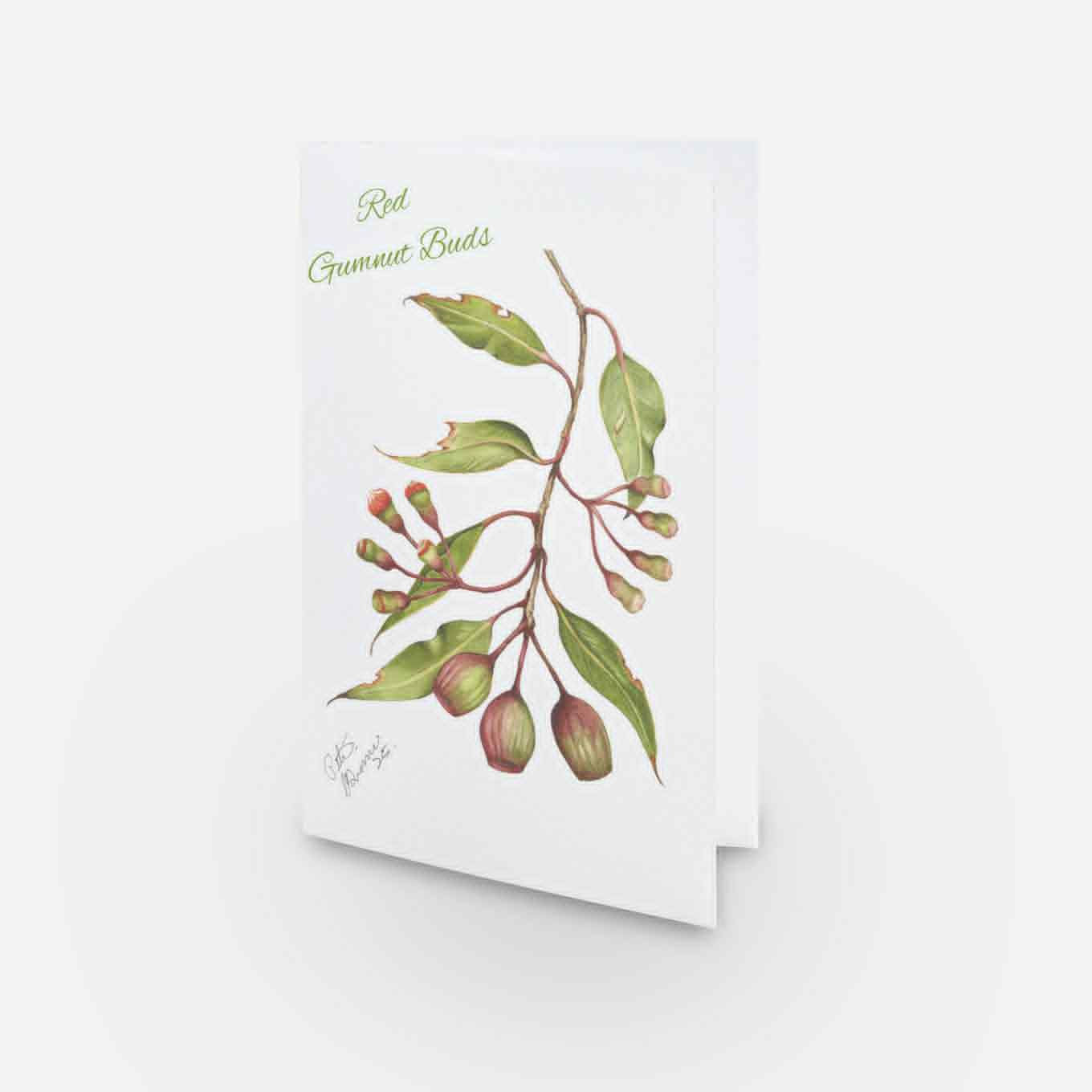 Gumnut buds Greeting Card