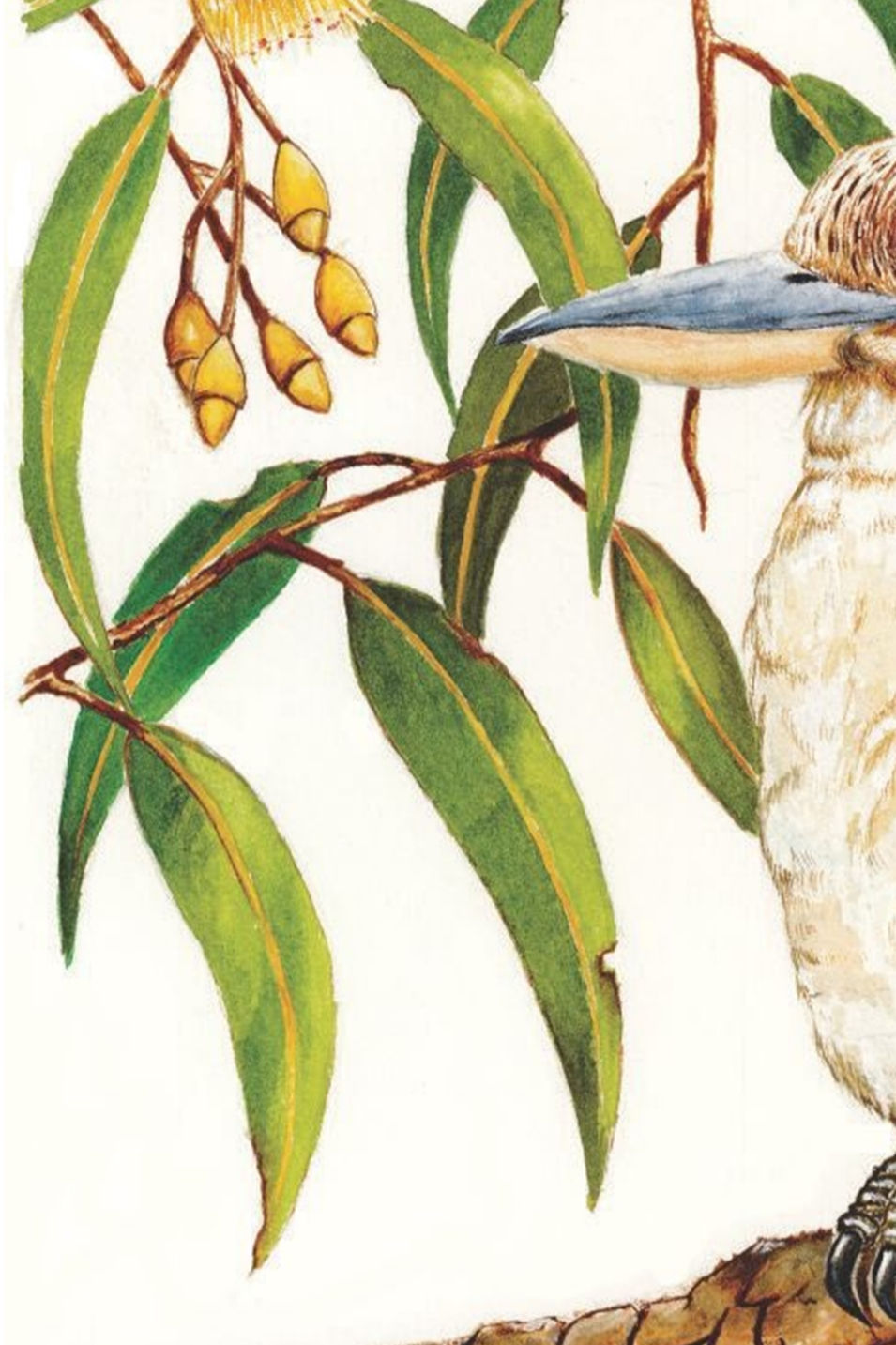 Thumbnail: Kookaburra