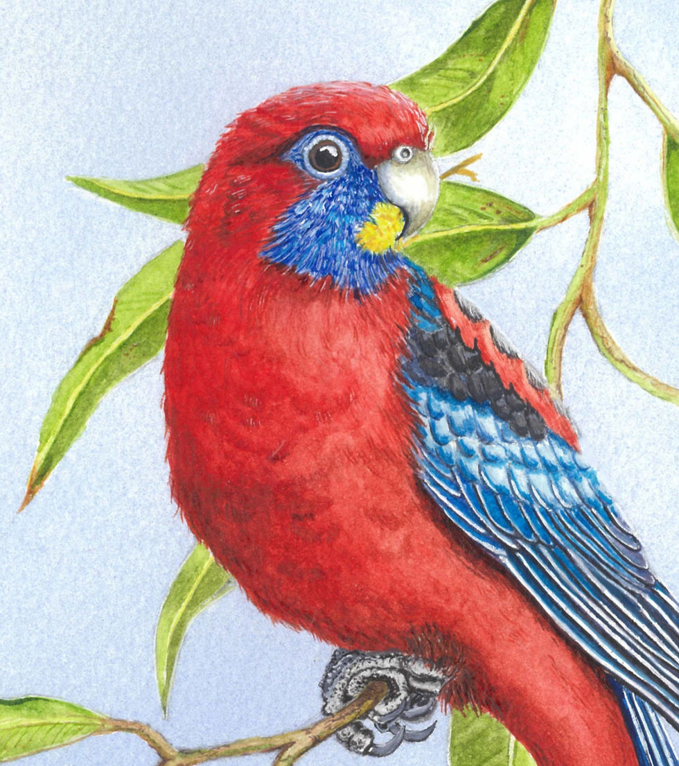 Thumbnail: Wattle