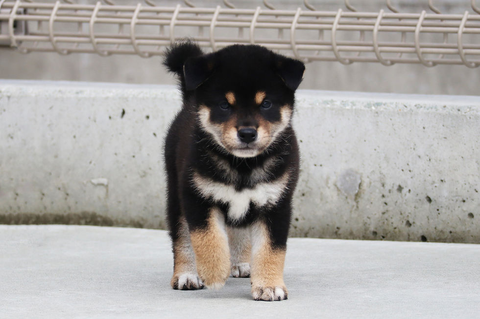 勧玄号🐕KANGEN GO