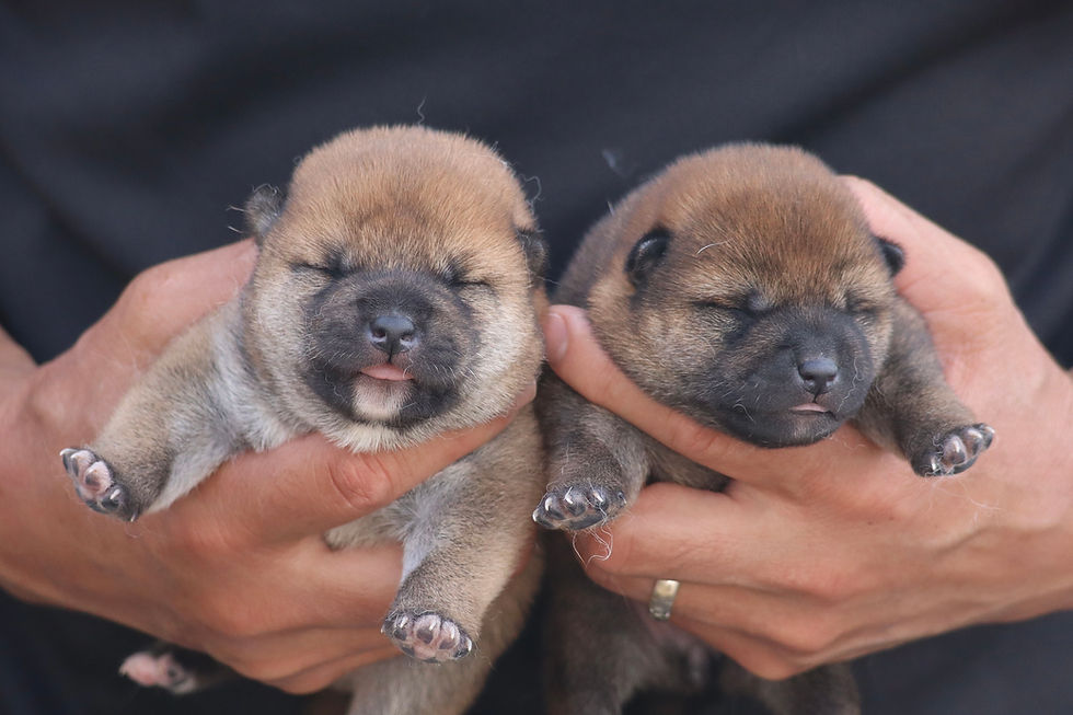 DAY 7🐶伊予の福龍号×仁子号(Iyo no Fukuryu Go×Itsuko Go)