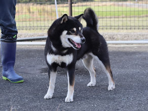 平成の黒駒号🐕HEISEI NO KUROKOMA GO