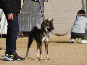 2025.11.30 日本犬保存会全国展覧会🐶Nippo Grand National