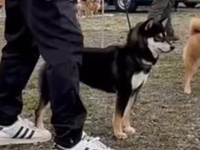 2025.04.27 春季 北海道支部展 🐕Nippo exhibition in Hokkaido Prefecture