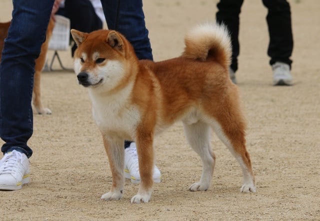 伊予の福龍号