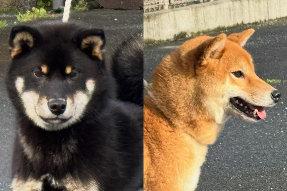 柴犬🐕里親募集中