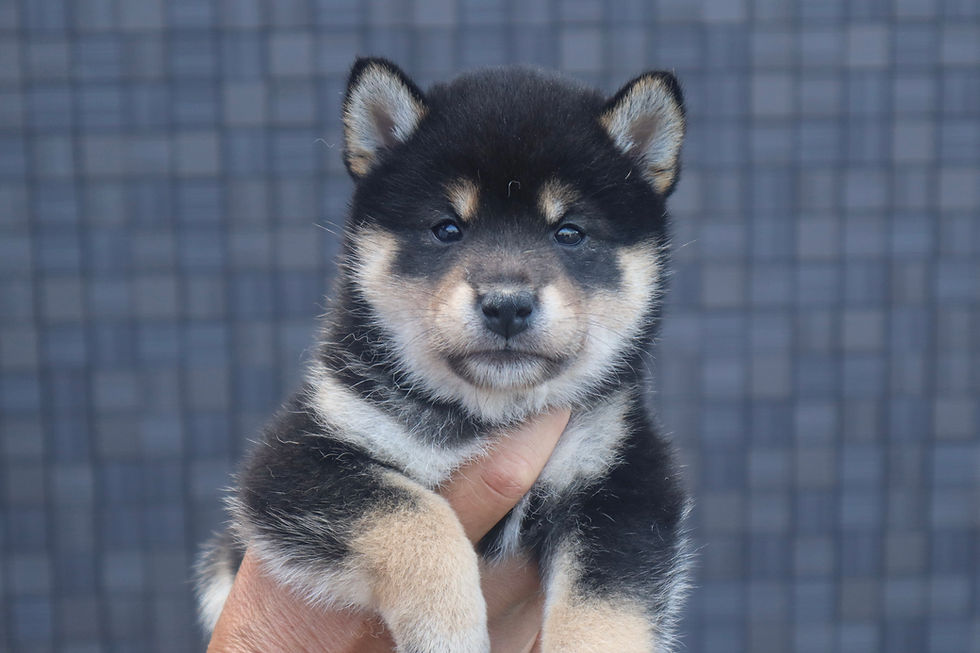 DAY 36🐶鉄源号×玄香号(Tetsugen Go×Shizuka Go)