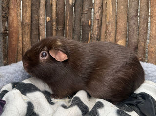 Peanut