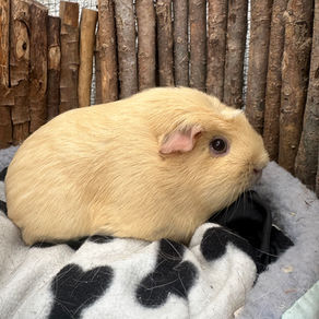Rudi