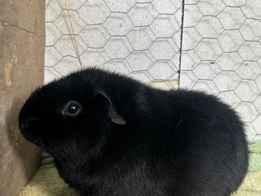 Balu