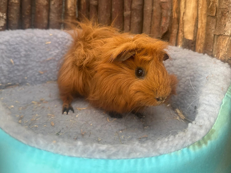 * Django *