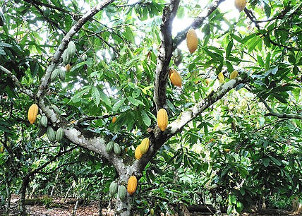 Sistema Agrícola Tradicional Cabruca