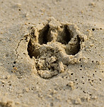 Paw Print_edited.jpg