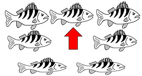 fish_arrow.jpg