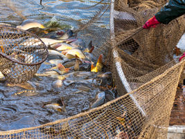 Aquaculture: Cross-sectoral cooperation to drive improved biofouling management