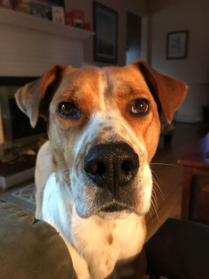 When given medication meant to relax him, Copper exhibited drunken behavior.