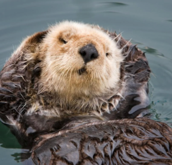 Nature's Negotiators Newsletter - Winter 2025