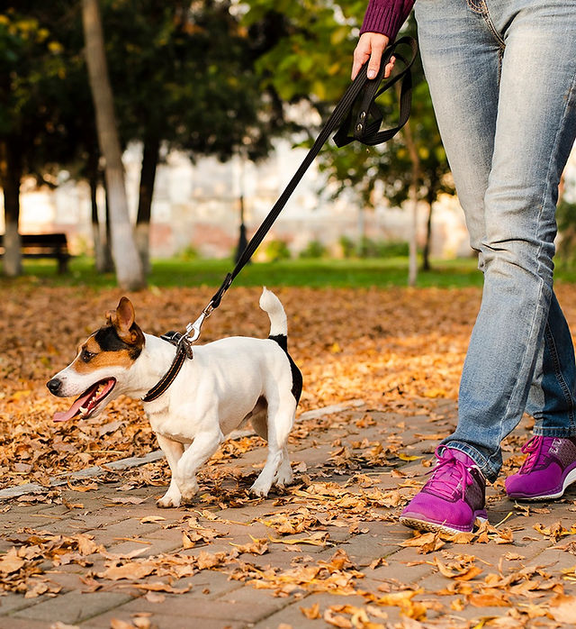 Dog Walkers In My Area | Wigglee Waggle |Brooklyn, NY United States