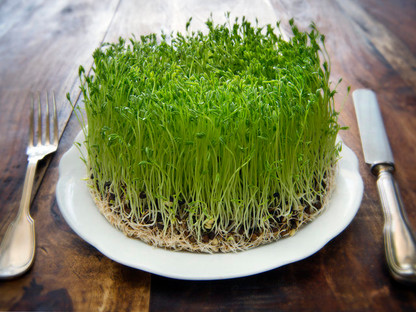 Grow Nutritious Sprouts At Home with Effective Microorganisms
