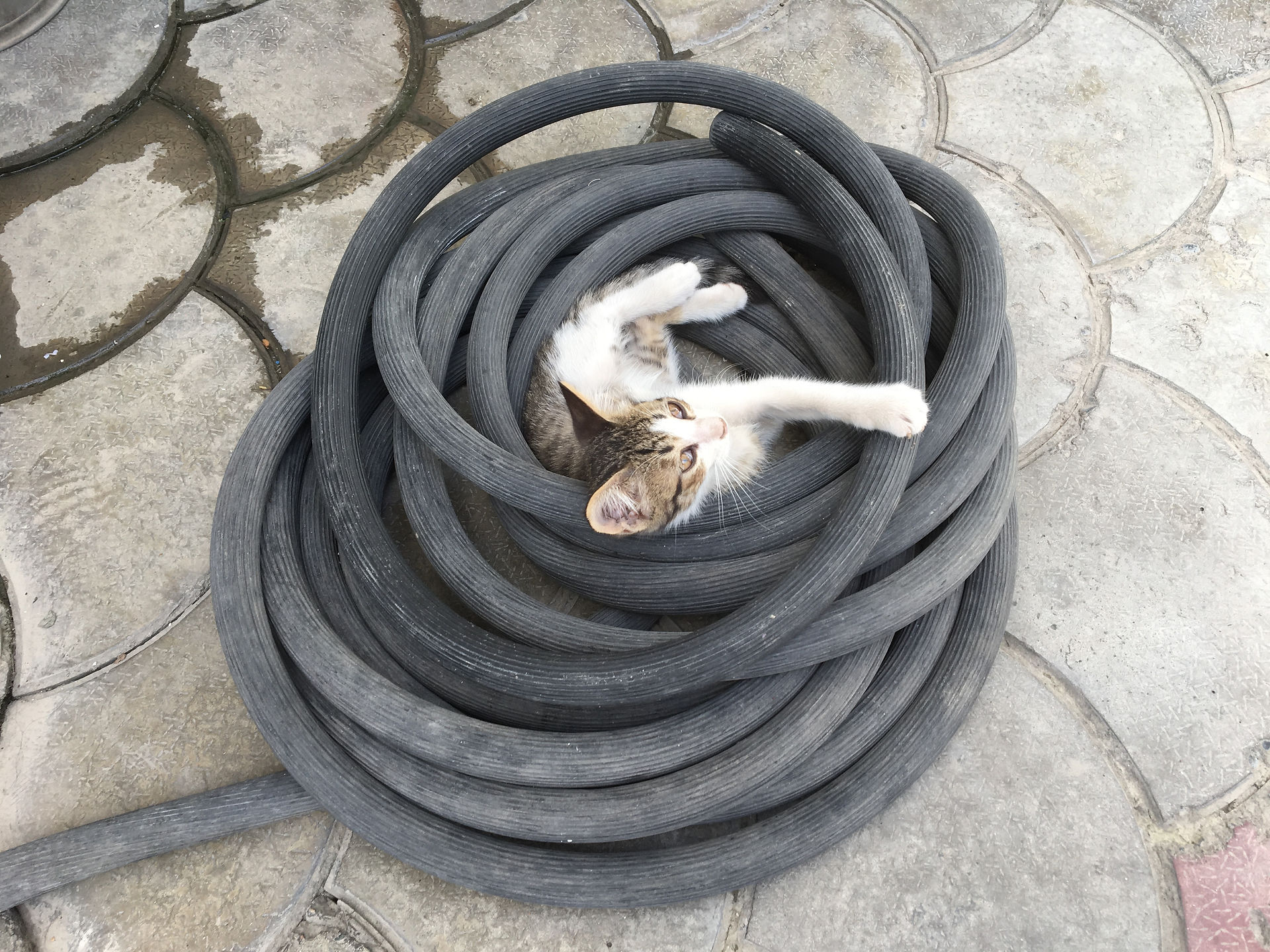 hose: their favorite napping place