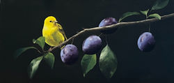 Perched with Plums