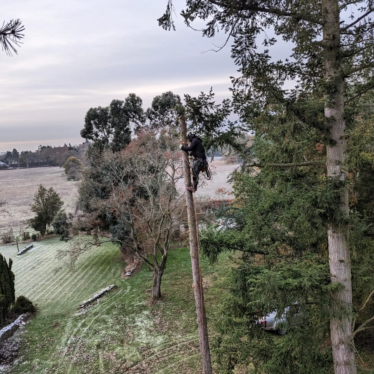 Tree Surgeon Abingdon, Oxfordshire
