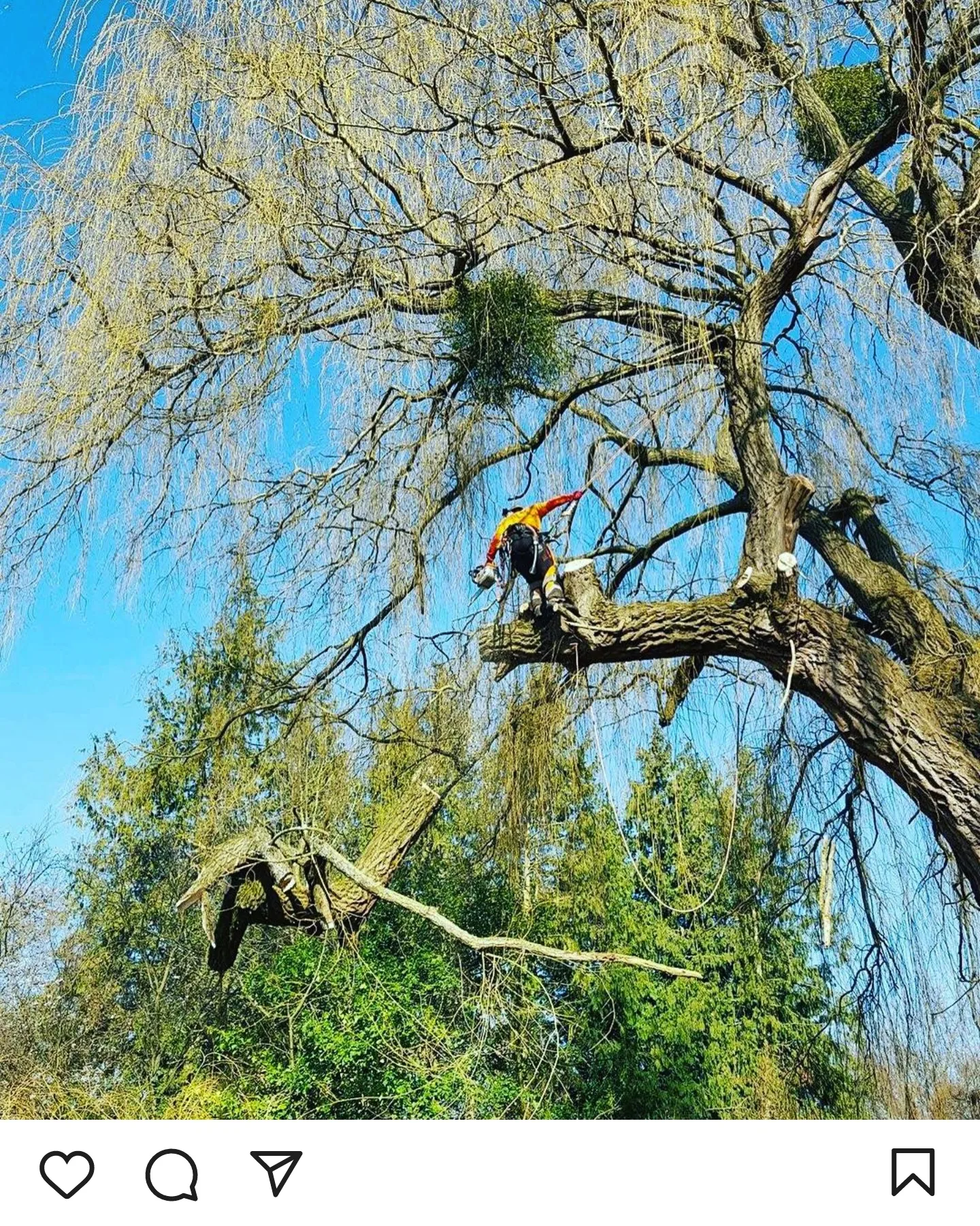 Tree Surgeon Abingdon, Oxfordshire