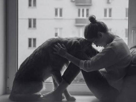 Por primera vez en España, jueza dicta sentencia de violencia vicaria por matar el perro de su expareja